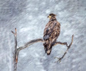 eagle-gysinge-1-canvas